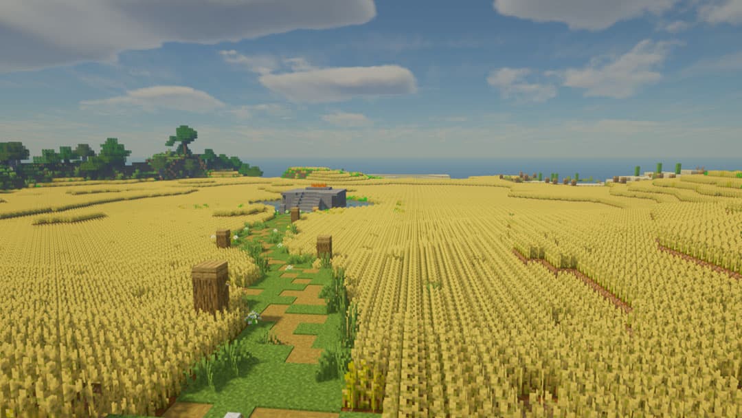 A dirt path cutting through a huge wheat field beside the ocean.